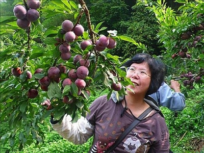 6月上旬至下旬的紅肉李